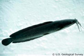 Walking catfish. Photo courtesy U.S. Geological Survey