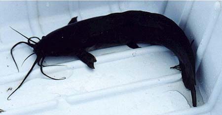 Walking catfish. Photo courtesy U.S. Geological Survey