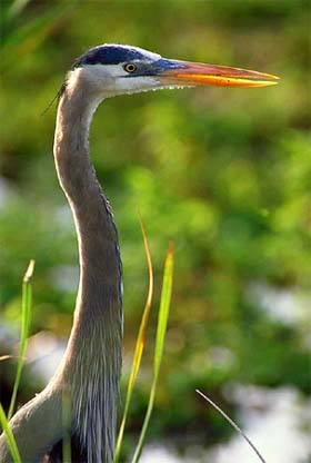 Great blue heron - a predator of the walking catfish. Photo courtesy South Florida Water Management District