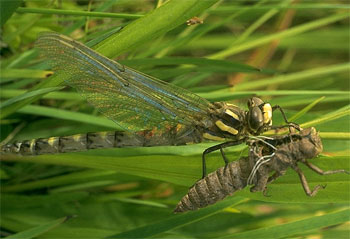 Walking catfish prey on dragonfly larvae. Photo © Albert P. Bekker, California Academy of Sciences