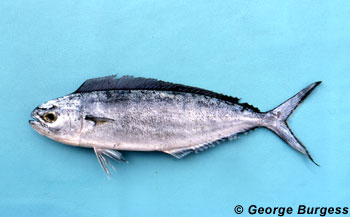 Pompano dolphin. Photo © George Burgess