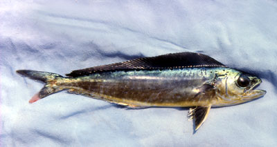 Juvenile pompano dolphin (19 cm SL). Photo © George Burgess