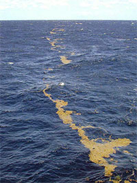 Pompano dolphin schools follow drifting debris including sargassum. Photo courtesy NOAA
