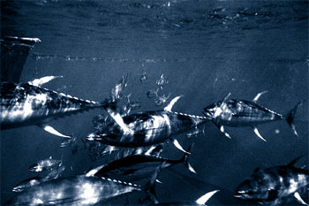 Yellowfin tuna feed on pompano dolphin. Photo courtesy NOAA