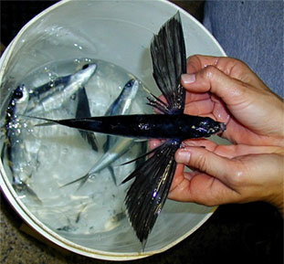 Pompano dolphin feed on flying fish pictured above. Photo courtesy NOAA