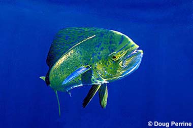 Dolphinfish. Photo © Doug Perrine