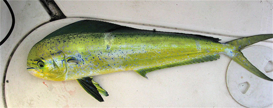 Dolphinfish are very colorful when first captured. Photo © John Soward
