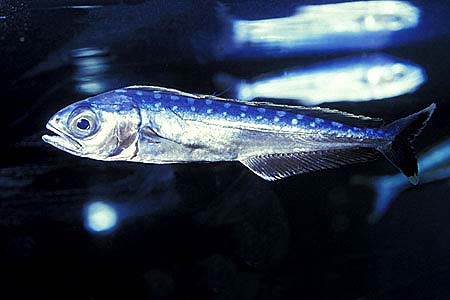 Juvenile dolphinfish, approximately 2" in length. Photo © Doug Perrine