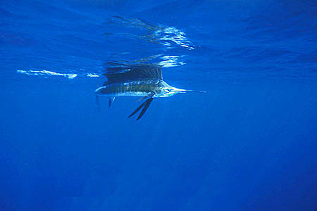 Sailfish are common predators of the dolphinfish in the western Pacific Ocean. Photo © Doug Perrine