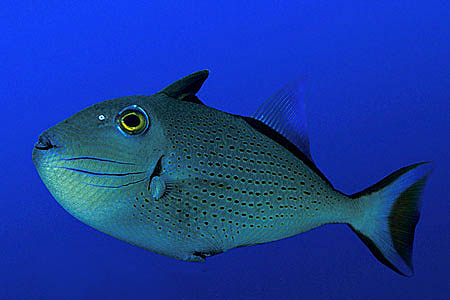 Sargassum triggerfish (Xanthichthys ringens)are among the numerous prey items of the dolphinfish. Photo © Doug Perrine