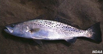 Spoted Seatrout. Photo courtesy NOAA