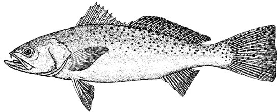 Spotted seatrout illustration, courtesy U.S. Fish and Wildlife Service