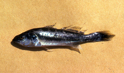 Juvenile spotted seatrout. Photo © George Burgess