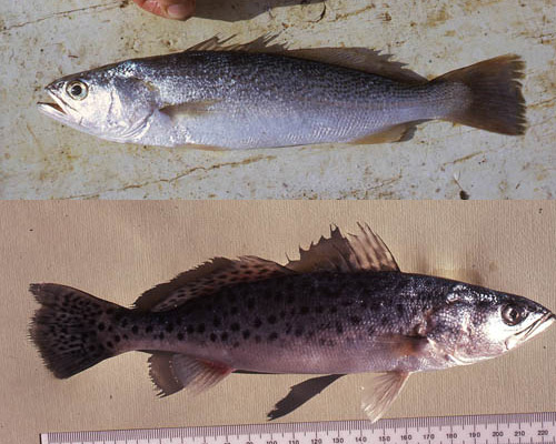 Spotted seatrout (bottom) can be distinguished from the weakfish (top) by its distinctive pattern of black spots scattered along the upper body. Photos © George Burgess
