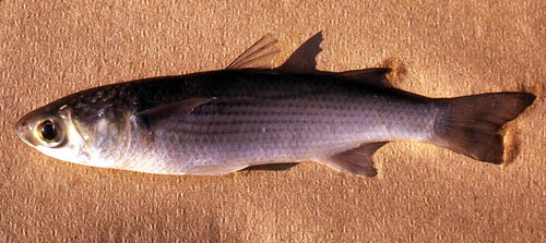 Mullet is among the numerous prey items of the spotted seatrout. Photo © George Burgess