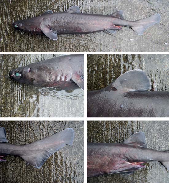 Distinctive features of the kitefin shark. Photo © George Burgess