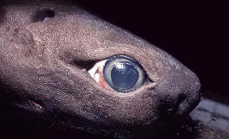 Kitefin shark up-close. Photo © Doug Perrine