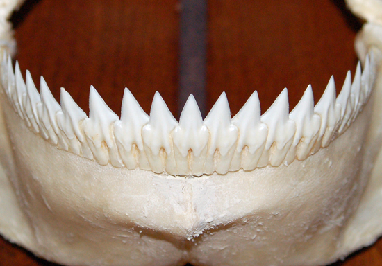 Kitefin shark lower jaw dentition. Photo © Cathleen Bester/Florida Museum
