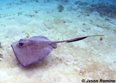 Southern stingray. Photo © Jason Romine