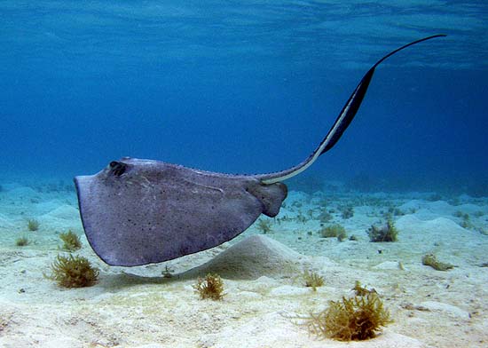 Southern stingray off the coast of Belize. Photo © Jason Romine