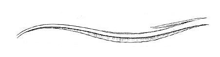 Side view of tail midsection. Image courtesy Fishes of the Western North Atlantic, 1948