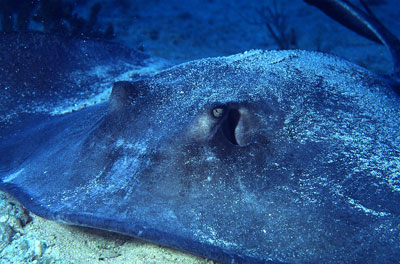 Southern stingray up-close. Photo © George Ryschkewitsch