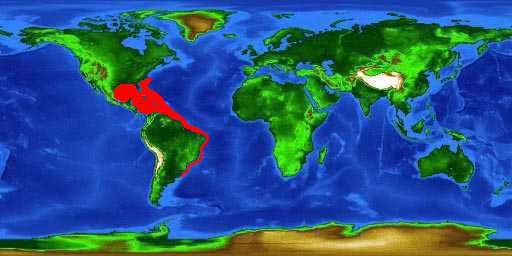 World distribution map for the southern stingray