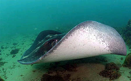 Short-tail stingrays are grey-brown or bluish-grey on the dorsal surface and white on the ventral surface. Photo © Doug Perrine