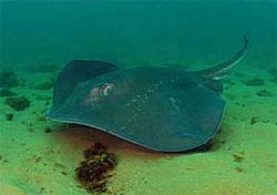 Reputed to be the largest stingray in the world, the short-tail stingray may weigh over 772 pounds. Photo © Doug Perrine