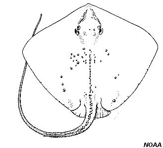 World distribution map for the roughtail stingray