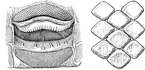 Roughtail Stingray: Open mouth of female specimen (left), and Upper teeth from near center of jaw (right). Image courtesy Bigelow and Schroeder (1948) FNWA