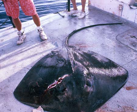 A large roughtail stingray on the deck of a boat. Photo © Franklin F. Snelson Jr.