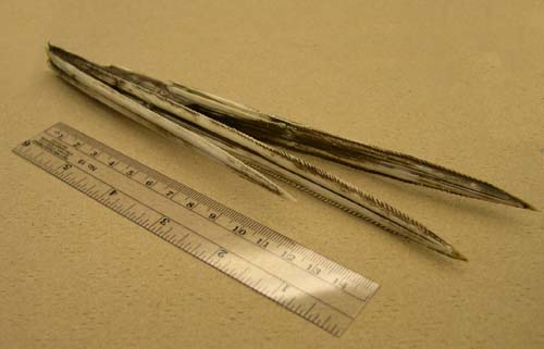 Three spines from the roughtail stingray. Photo © Franklin F. Snelson Jr