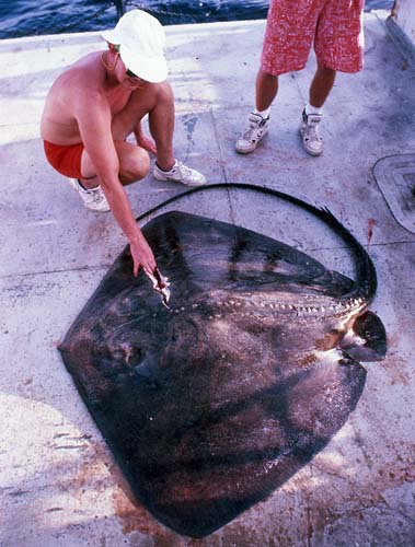 Three spines from the roughtail stingray. Photo © Franklin F. Snelson Jr