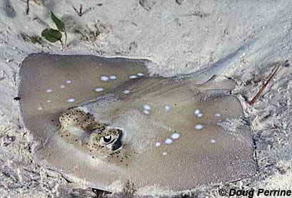 Bluespotted stingray. Photo © Doug Perrine