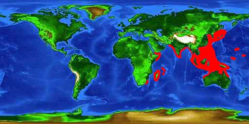 World distribution map for the bluespotted stingray