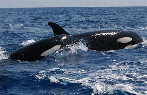 Killer whales are predators of the bluespotted stingray. Photo courtesy NOAA