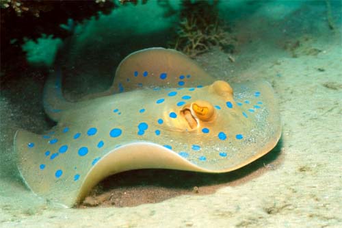 The bluespotted stingray is sometimes confused with the bluespotted ribbontail ray. Photo © Klaus Jost