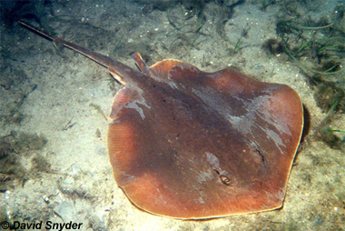 Atlantic Stingray. Photo © David Snyder