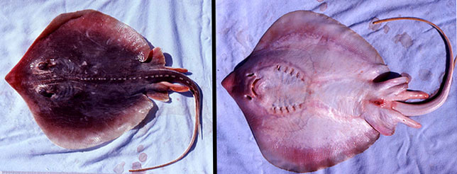 D. sabina, dorsal and ventral view. Photos © George Burgess