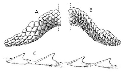 D. sabina dentition (top) A. tooth band of female, B. tooth band of male; (bottom) C. Tubercles on the tail spine of D. sabina. Image courtesy Fishes of the Western North Atlantic, 1948