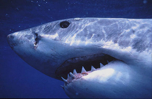 Shark attacks: How safe are you in the water?