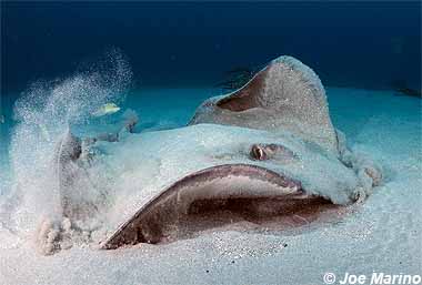 Bluntnose Stingray. Photo © Joe Marino