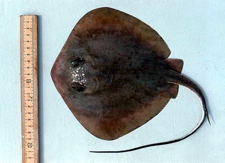 Juvenile bluntnose stingray. Photo © George Burgess