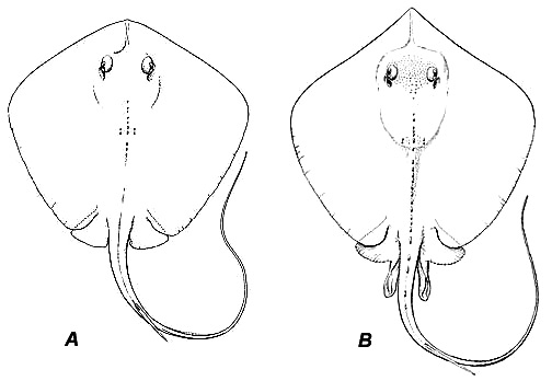 A. Bluntnose stingray and B. Atlantic stingray. Image courtesy NOAA