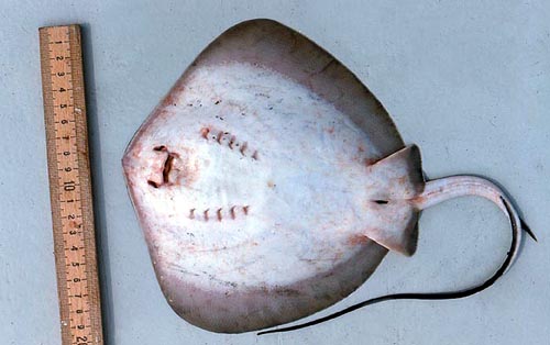 Bluntnose stingray: ventral coloration. Photo © George Burgess