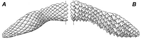 A. Upper right-hand tooth band from female bluntnose stingray, B. Upper left-hand tooth band from male bluntnose stingray. Image courtesy Fishes of the Western North Atlantic, 1948