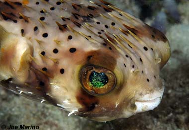 Balloonfish. Photo © Joe Marino