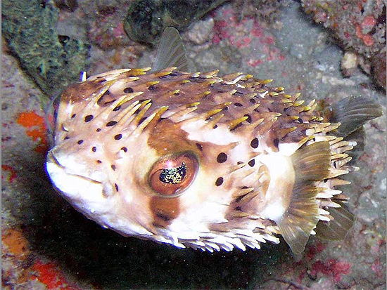 Inflated Balloonfish (Diodon holocanthus).