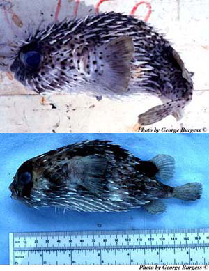 A comparison between the Porcupinefish (Diodon hystrix) left and the Balloonfish (Diodon holocanthus) right. Note the spots on the fins of the Porcupinefish and the dark blotches on the body of the Balloonfish. Photos © George Burgess
